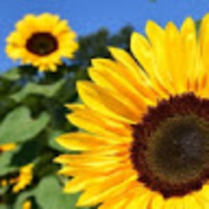 Meet your Posher, Dylan